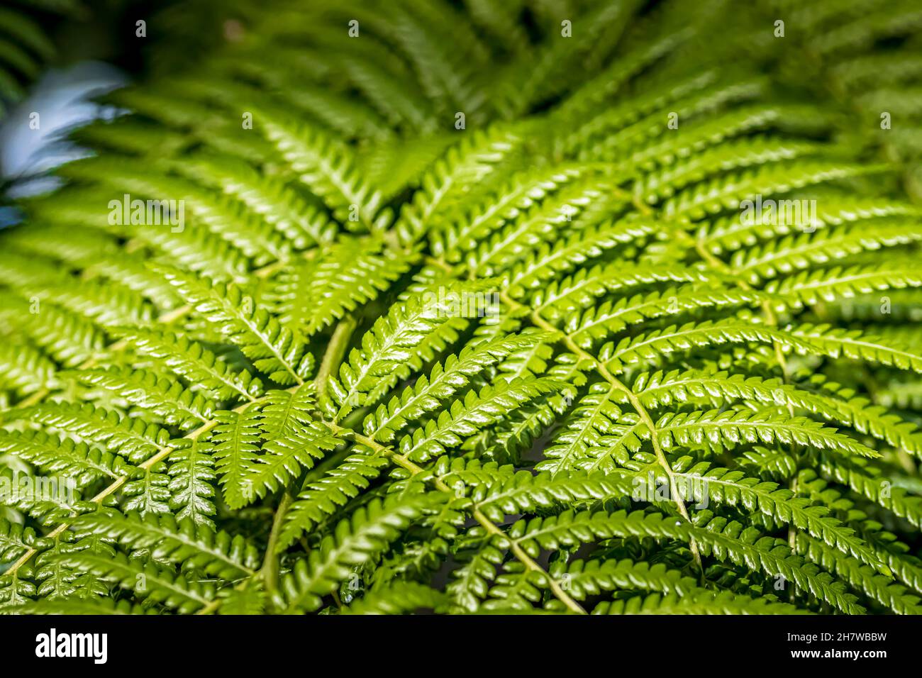 Beautiful green leafs in a public park in Frankfurt, Hesse at a sunny day in summer. Stock Photo