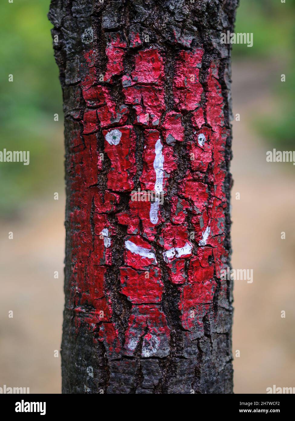 Graphic human face painted on a tree on a forest path. Guardian spirit of the forest Stock Photo