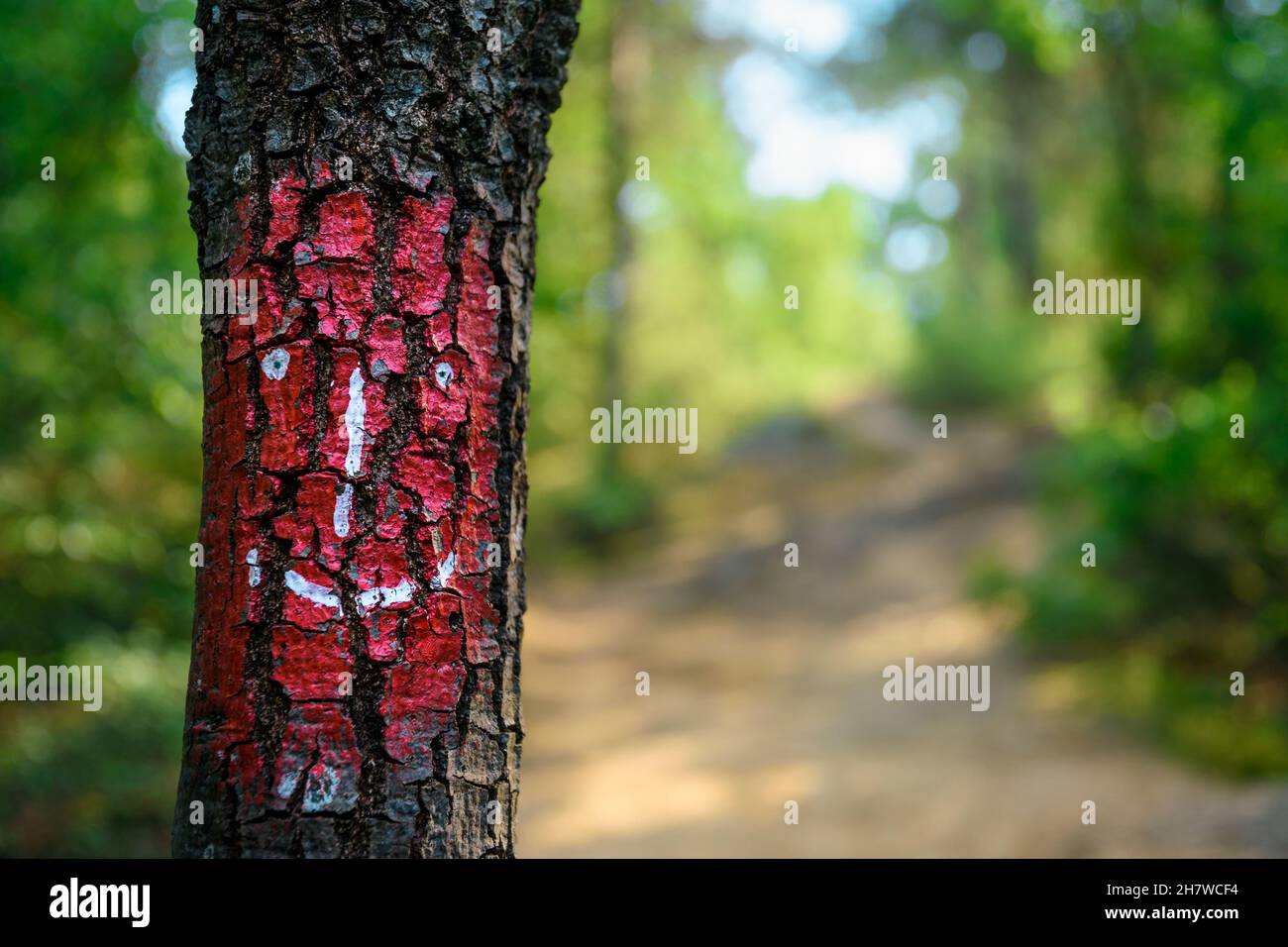 Graphic human face painted on a tree on a forest path. Guardian spirit of the forest Stock Photo