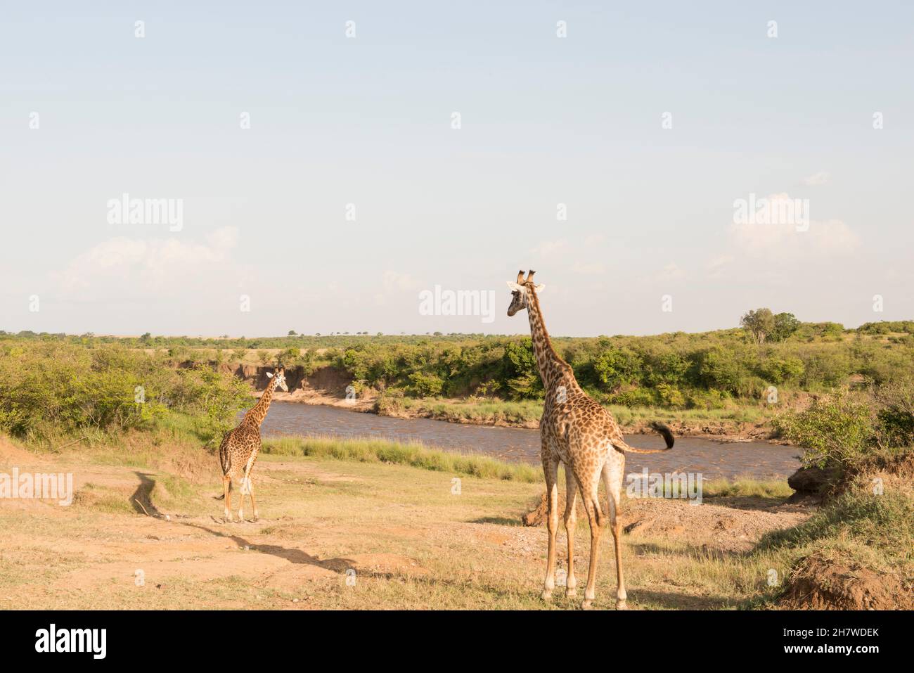 Masaimara hi-res stock photography and images - Alamy