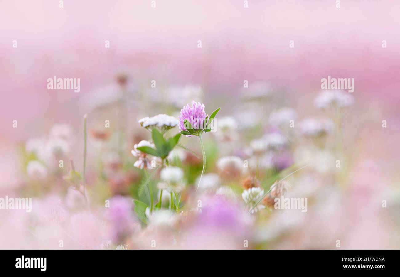 Closeup of pink flower field in the northern summer night, in the midnight sun. Clover flower. Stock Photo