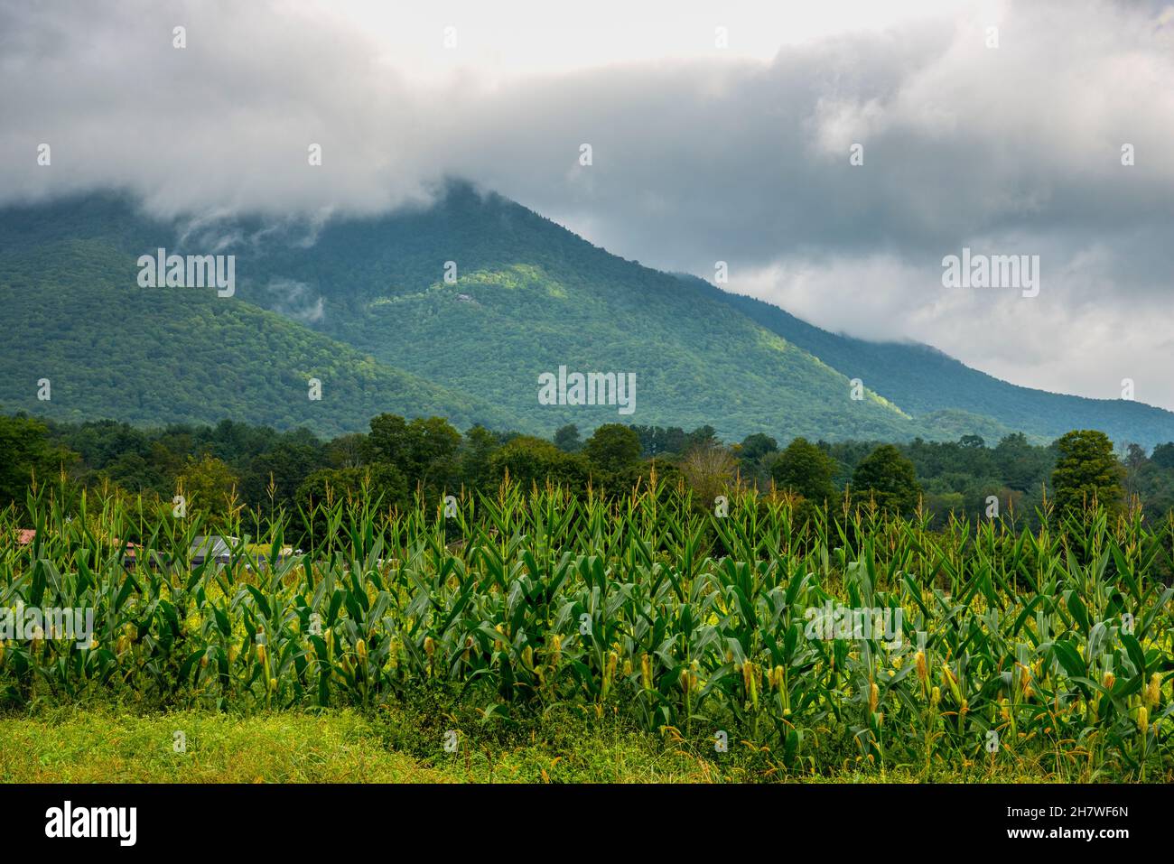 Dramatic scene of rows of corn with the scenic Taconic Mountains in the background in Manchester sourthern Vermont Stock Photo