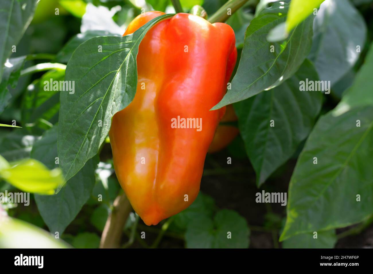 Harvesting peppers hi-res stock photography and images - Alamy