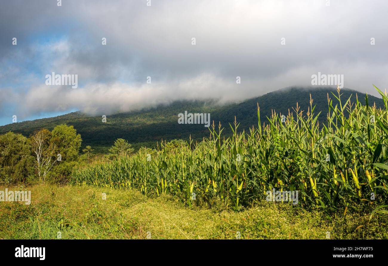 Dramatic scene of rows of corn with the scenic Taconic Mountains in the background in Manchester sourthern Vermont Stock Photo