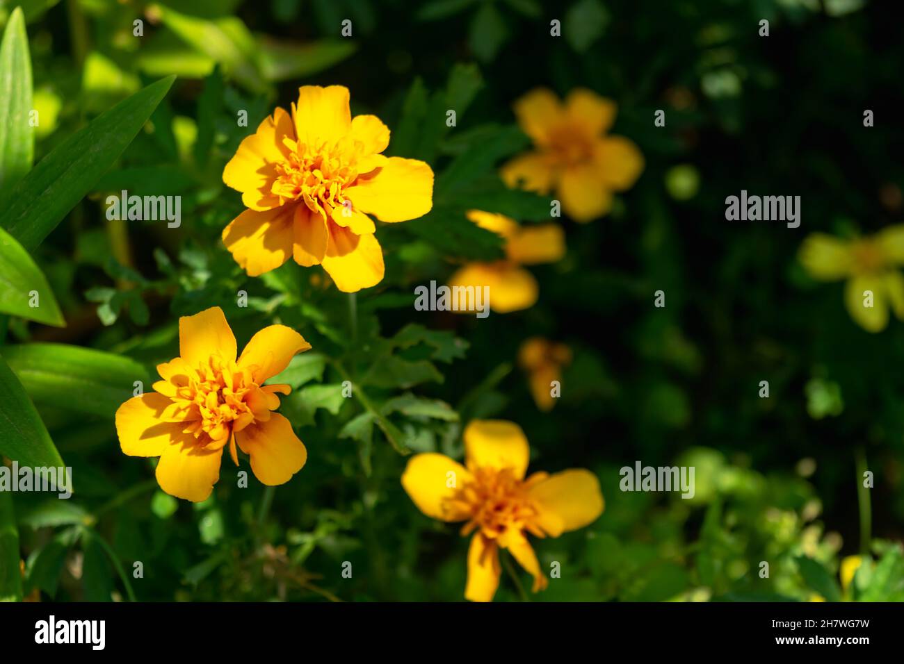 Beautiful yellow flower bed flowers marigolds. Natural flower background. Tagetes. Horizontal photo. Stock Photo