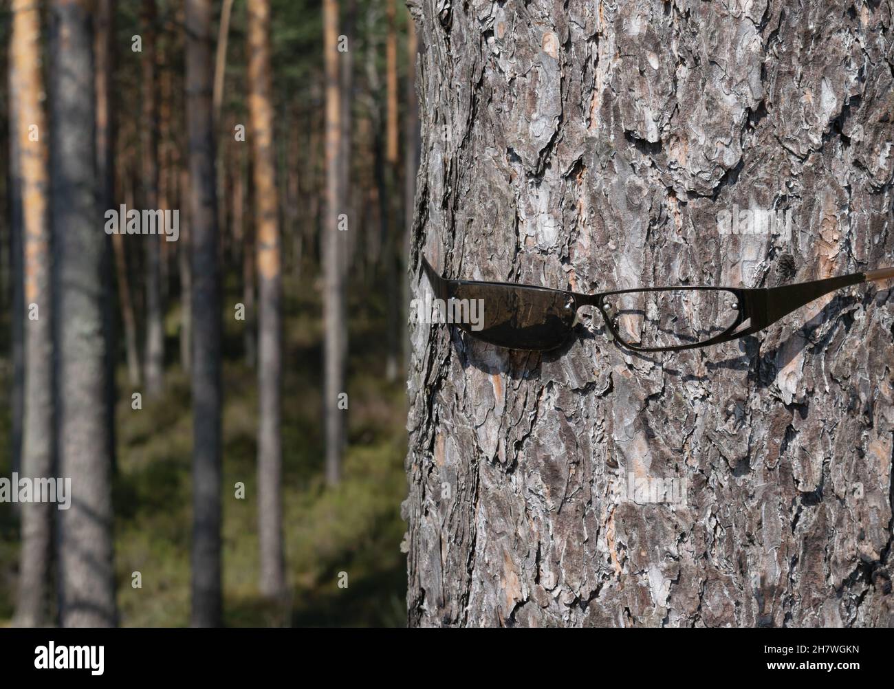 Humanity needs to open its eyes to the problem of deforestation and ...