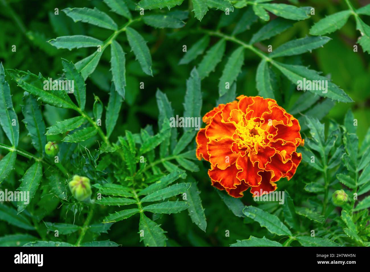 Natural flower background. Garden flowers marigolds.Tagetes. Horizontal photo. Stock Photo