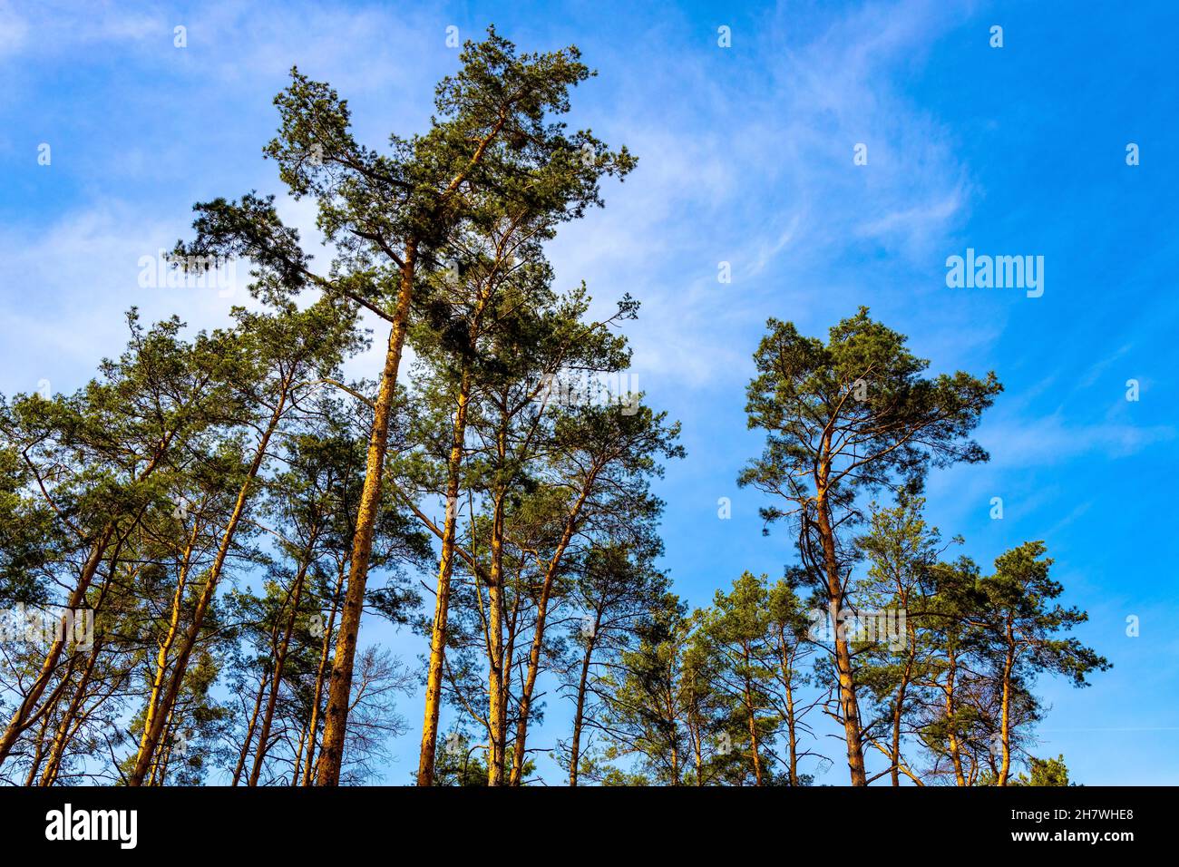 Red pine pinus sylvestris hi-res stock photography and images - Alamy