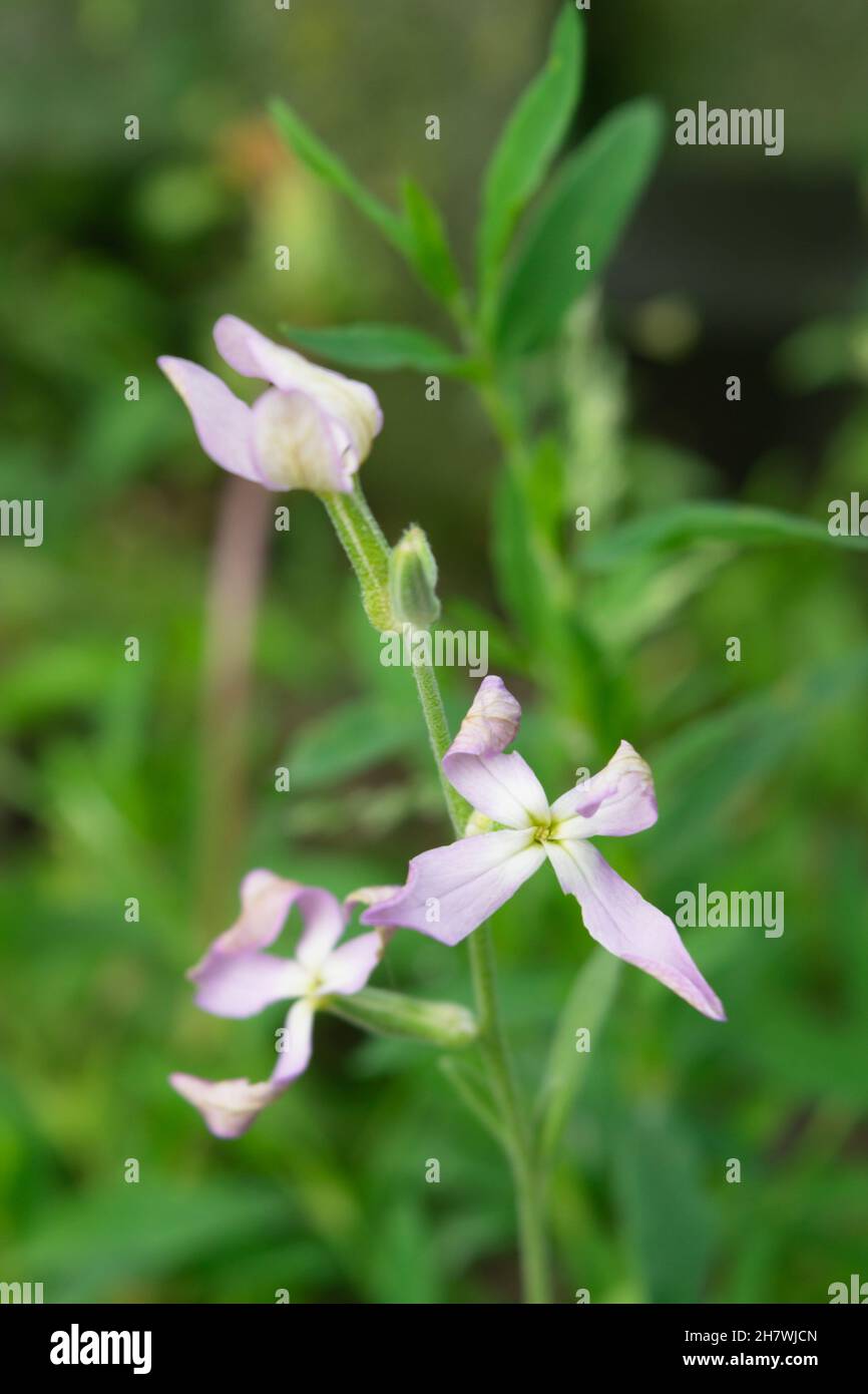 Two wallpapers hi-res stock photography and images - Alamy