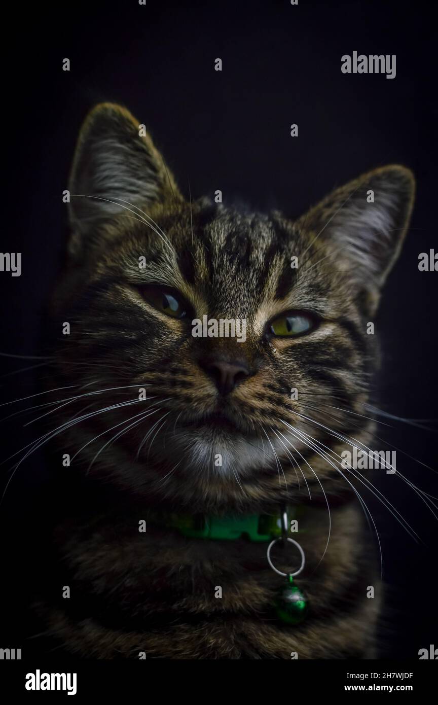 low key close up portrait of a young grey tabby cat with green eyes and ...