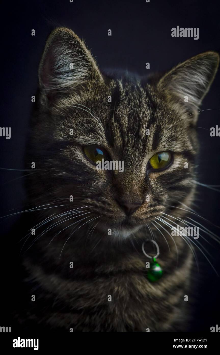 low key close up portrait of a young grey tabby cat with green eyes and ...