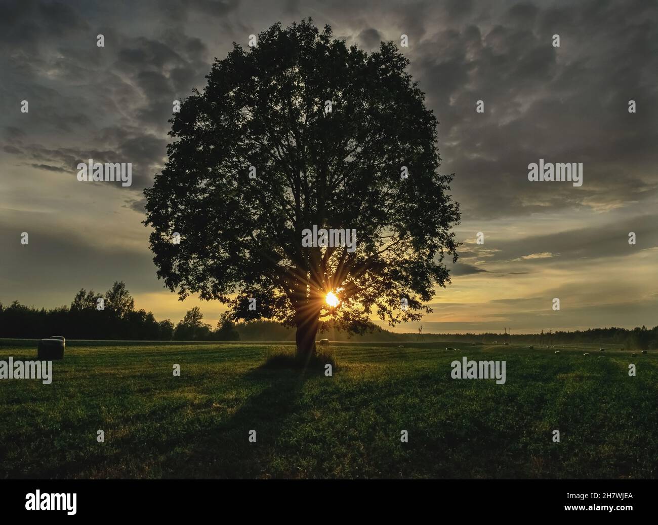 A lone oak tree with a lush crown on the field in the rays of the ...