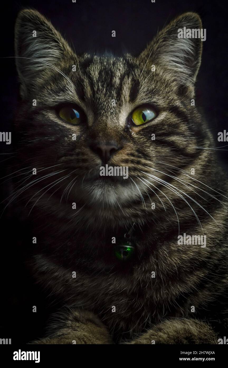 low key close up portrait of a young grey tabby cat with green eyes and ...