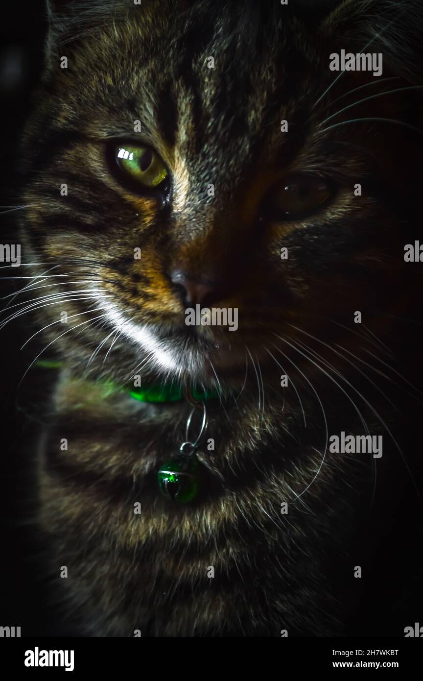 very close up portrait of a young grey tabby cat with green eyes Stock ...