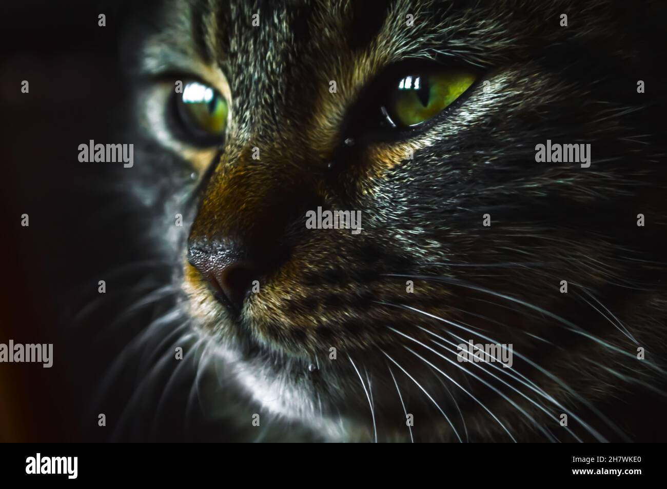 very close up portrait of a young grey tabby cat with green eyes Stock ...
