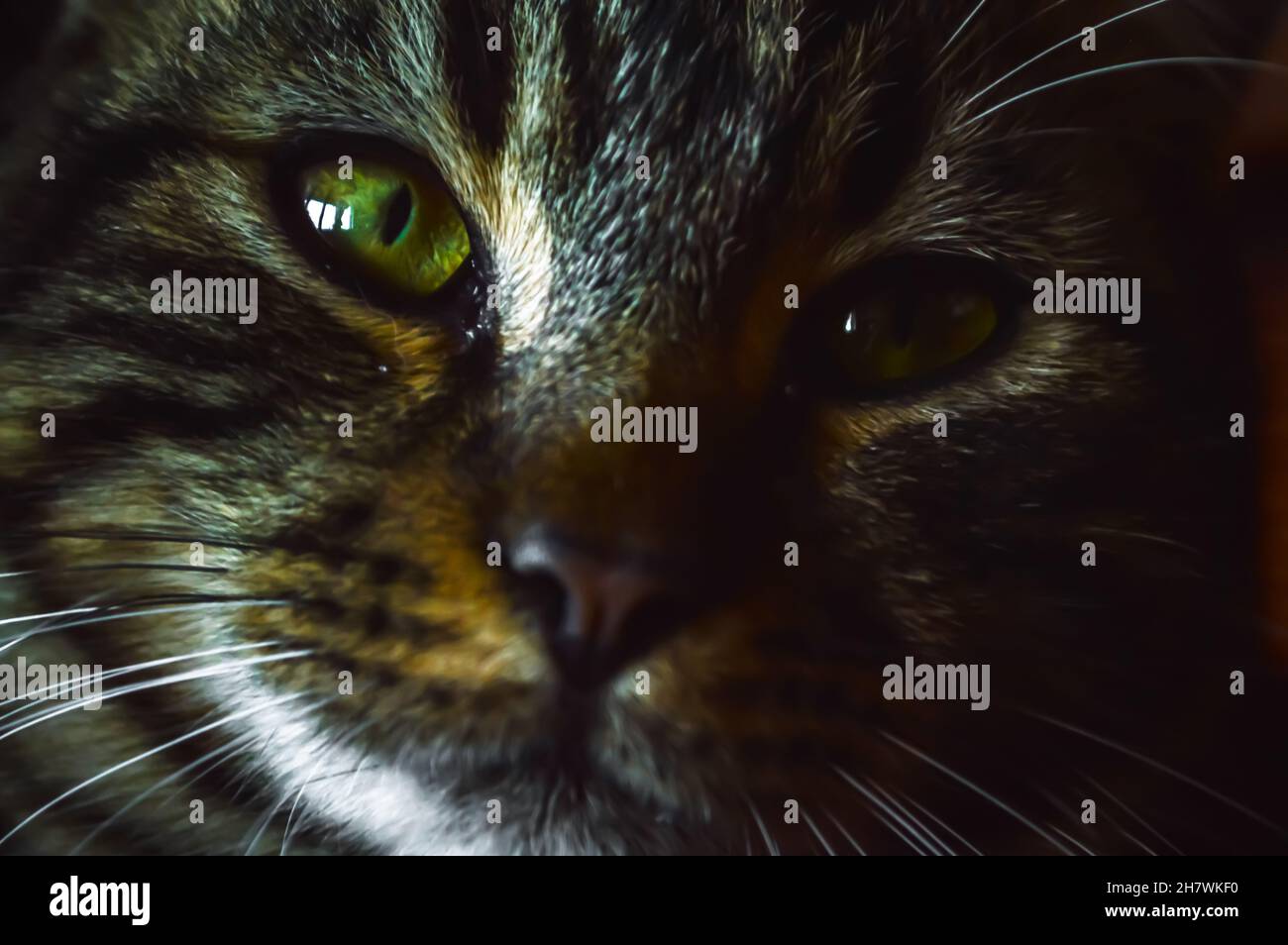 very close up portrait of a young grey tabby cat with green eyes Stock ...