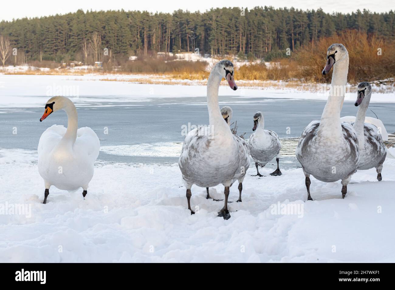 A family of swans on the shore of a frozen lake. Swans in winter. Stock Photo