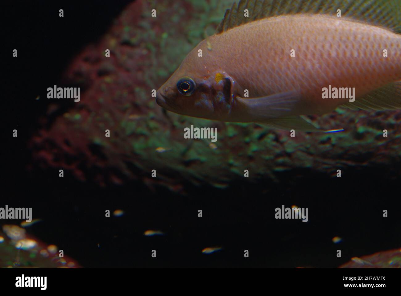 Princess Cichlid, Neolamprologus brichardi (also called Fairy Cichlid, Lyretail Cichlid or