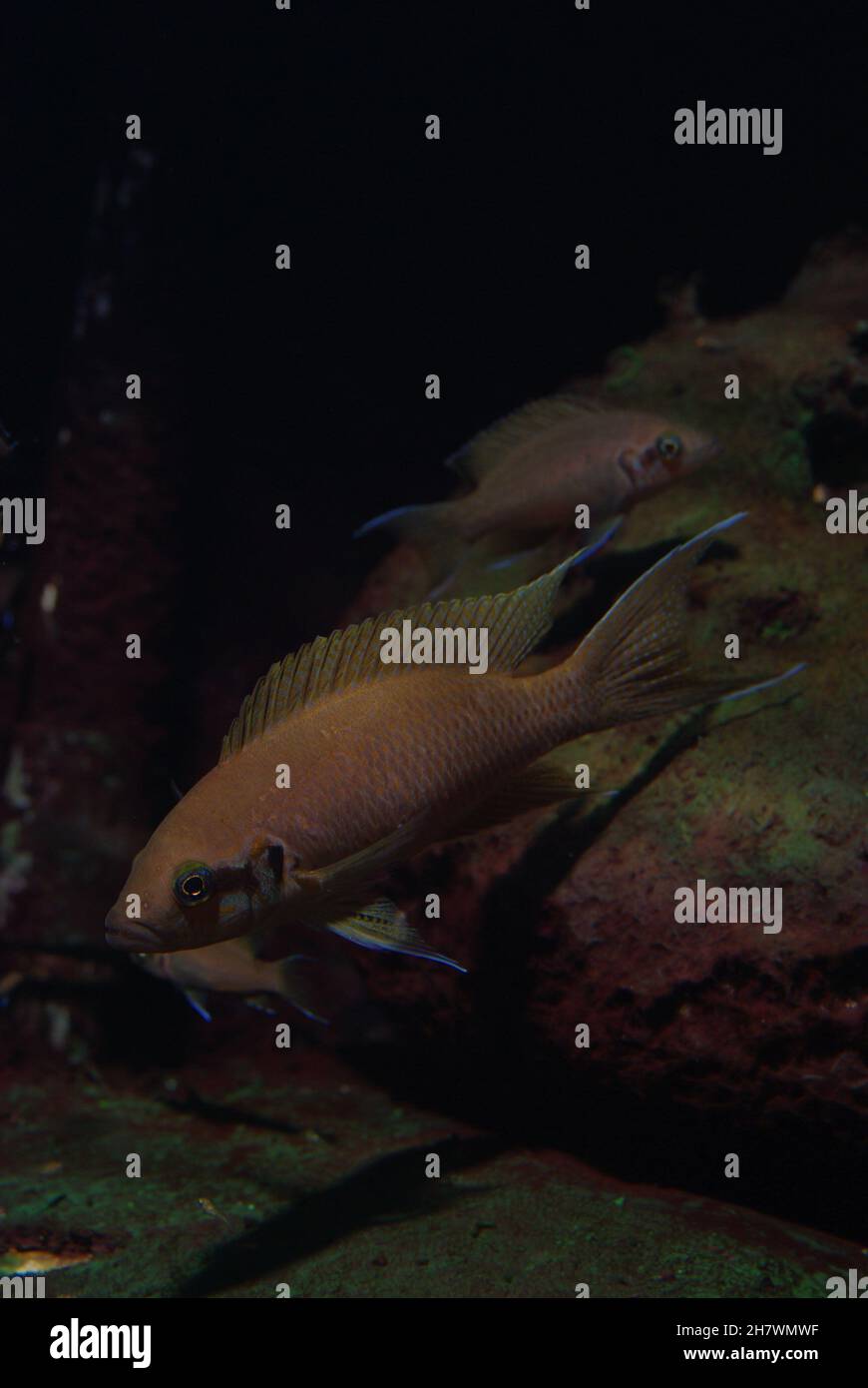 Princess Cichlid, Neolamprologus brichardi (also called Fairy Cichlid, Lyretail Cichlid or