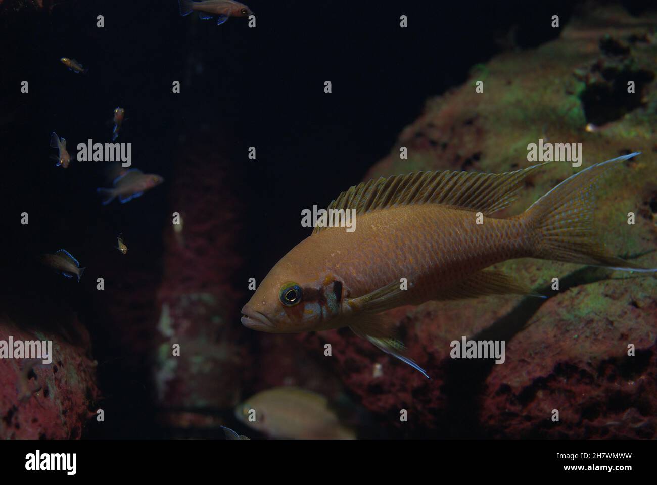Princess Cichlid, Neolamprologus brichardi (also called Fairy Cichlid, Lyretail Cichlid or