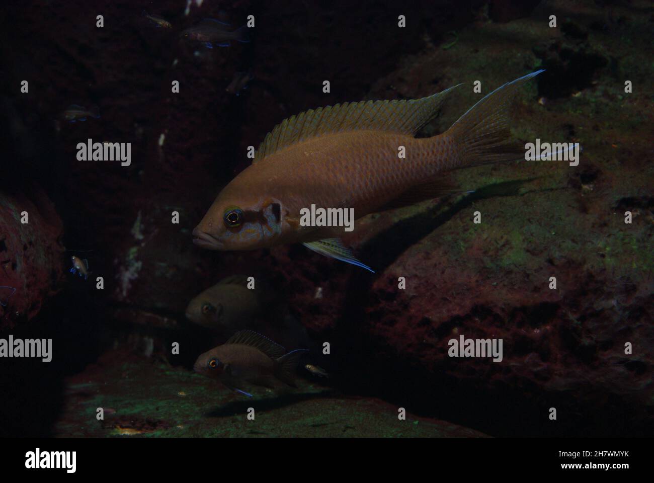 Princess Cichlid, Neolamprologus brichardi (also called Fairy Cichlid, Lyretail Cichlid or