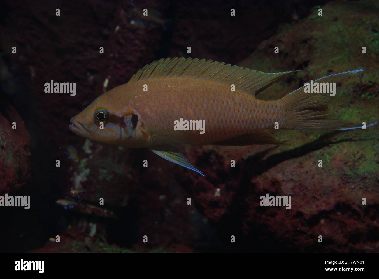 Princess Cichlid, Neolamprologus brichardi (also called Fairy Cichlid, Lyretail Cichlid or