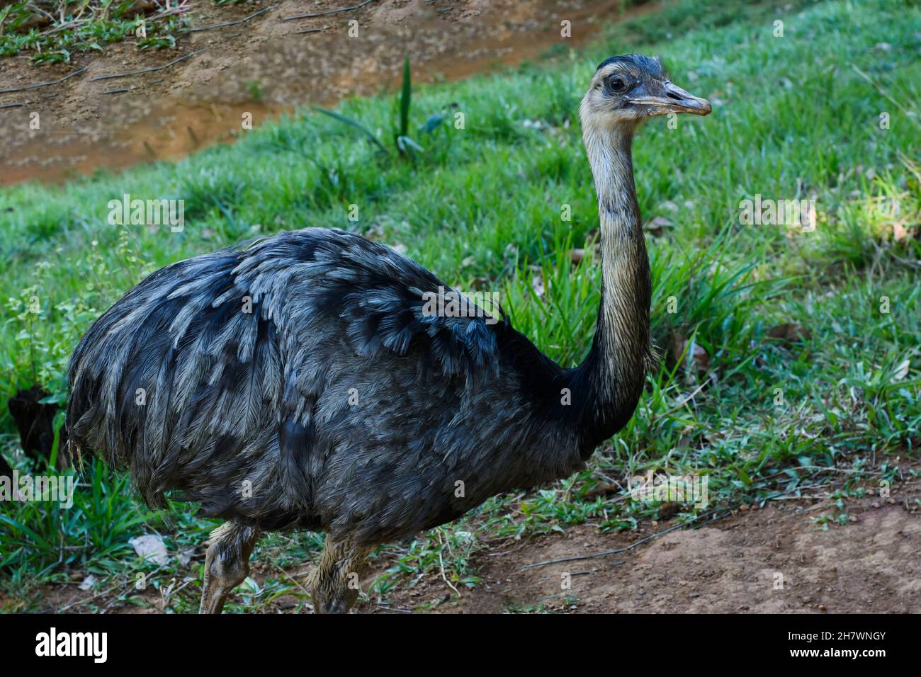 Curious emu looking at the photographer in the zoo. Salvador, Bahia, Brazil. Stock Photo