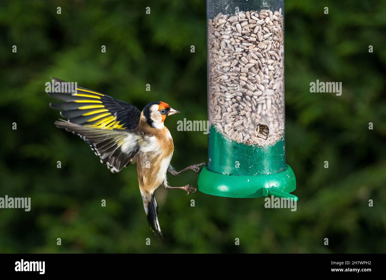 Carrigaline, Cork, Ireland. 25th November, 2021. On a cold frosty morning a Goldfinch is about to land on a feeder in a garden in Carrigaline, Co. Cork, Ireland. - Credit; David Creedon / Alamy Live News Stock Photo