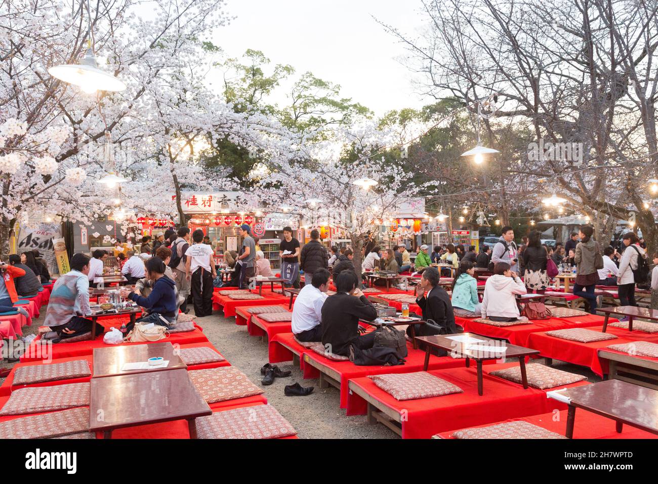 Kyoto, Japan, Cherry blossom viewing at Cherry blossom festival inside