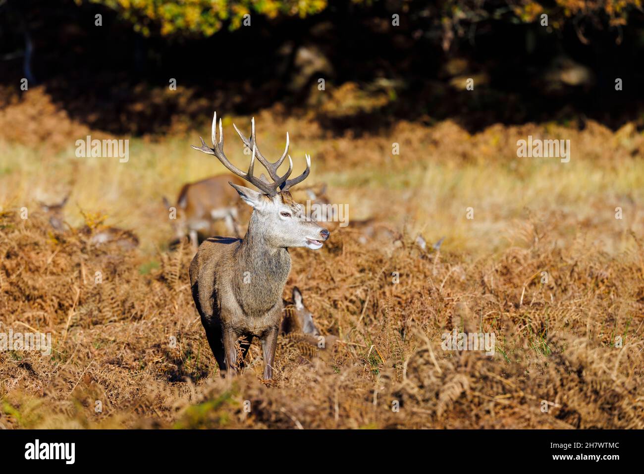 Red deer (Cervus elaphus) stag in bracken in Richmond Park, a deer park in Richmond upon Thames, London, SE England in late autumn to early winter Stock Photo
