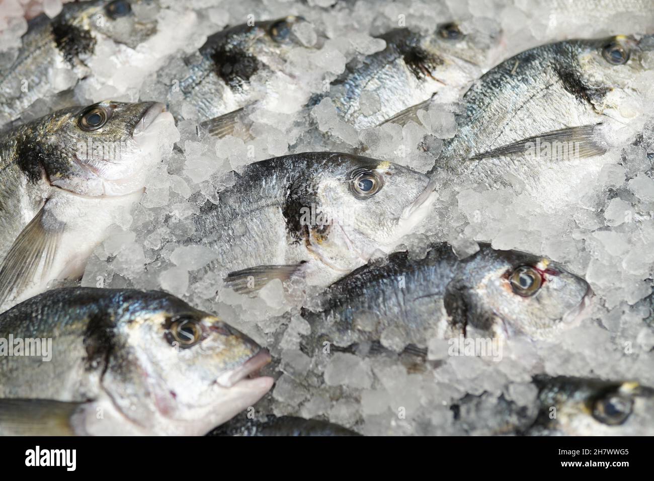 Close up of frozen fish in the box in supermarket Stock Photo Alamy