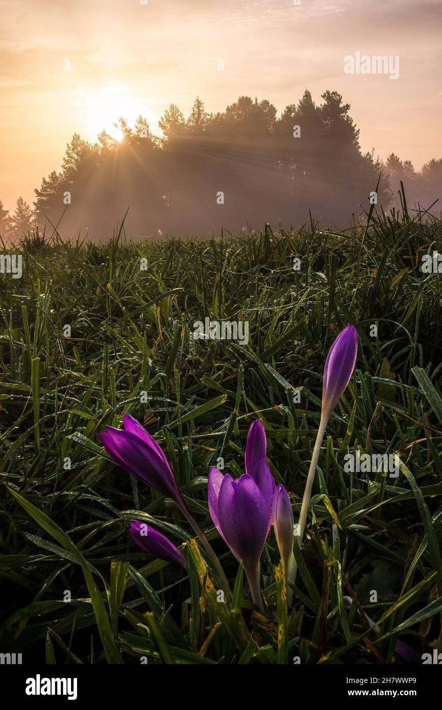 autumn, morning dew, haze, freshness, cool morning, little purple flower Stock Photo