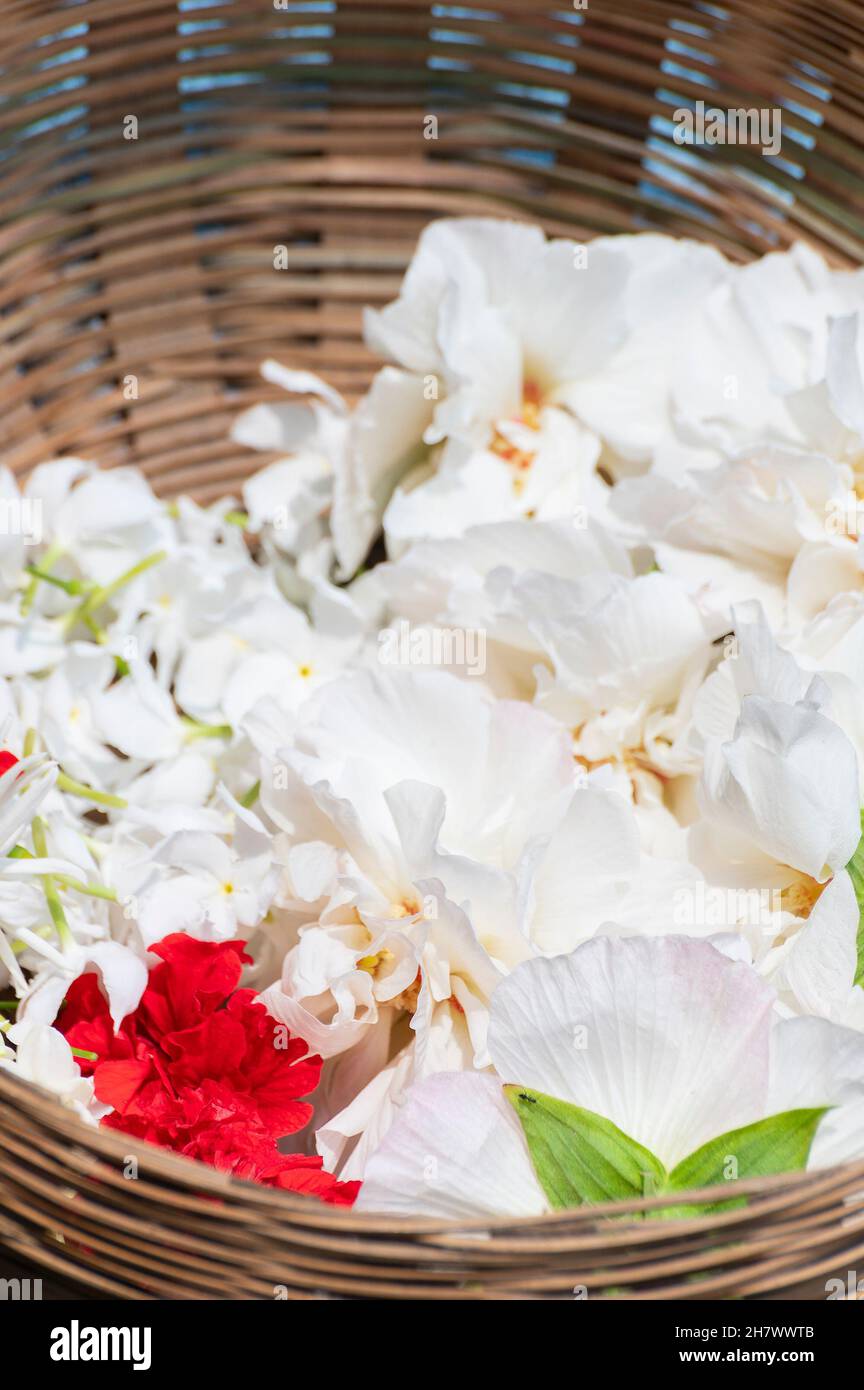 Sthalpadma flowers, Hibiscus mutabilis, also known as the Confederate rose, Dixie rosemallow, cotton rose or cotton rosemallow, Decorated in a bucket, Stock Photo