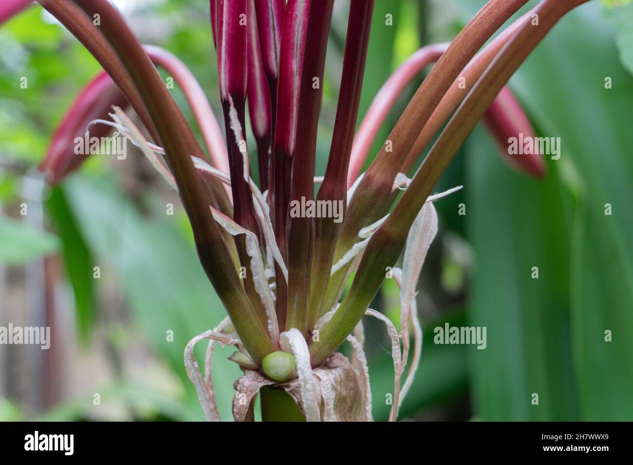 Stems of White lily flowers , Lilium candidum, the Madonna lily. Lily