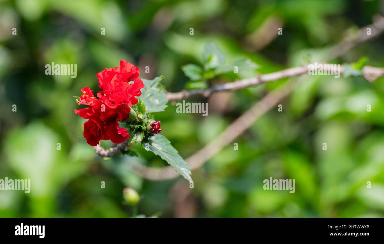 Red coloured joba ful , jhumko joba, Hibiscus Rosa Sinensis, at her home garden. Howrah, West Bengal, India. Stock Photo