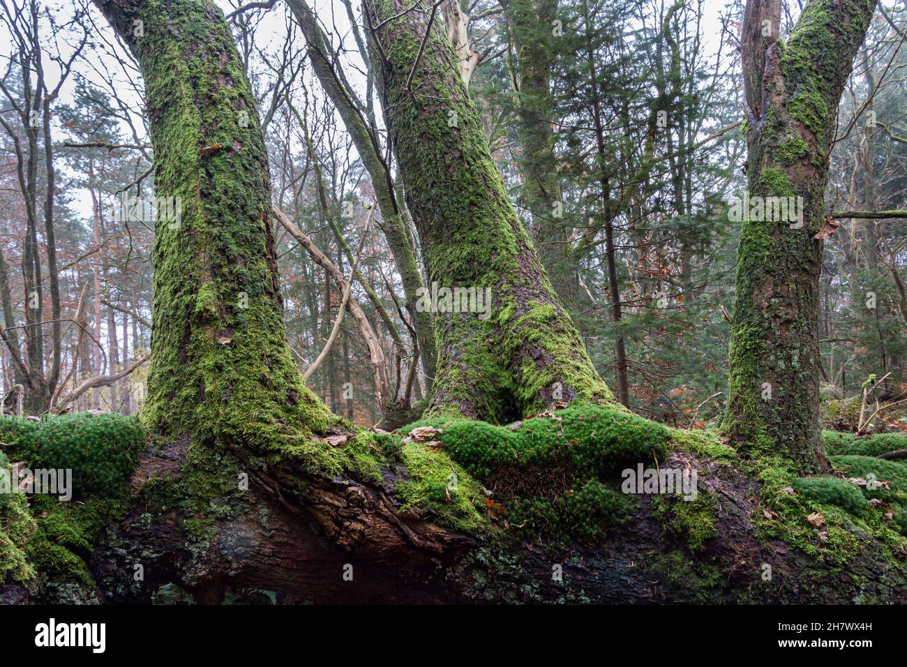 The storm forest, created by a storm in 1972, after which the trees were overgrown with moss and ferns, close to the village of Exloo in the province Stock Photo