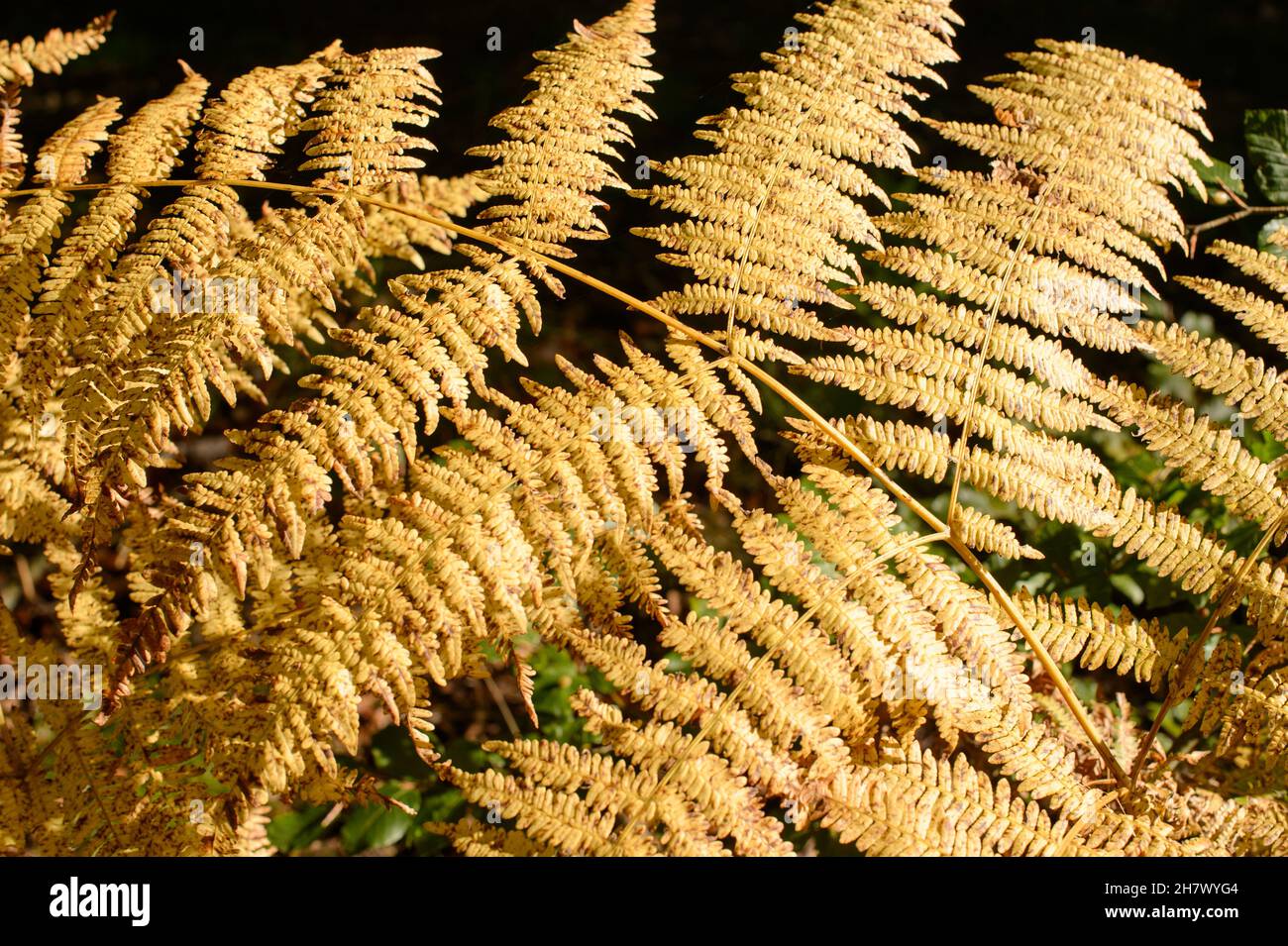 Close-up of a fern leaf Alsace France. Yellowed by the autumn, this fern leaf shines under a sunbeam. Stock Photo