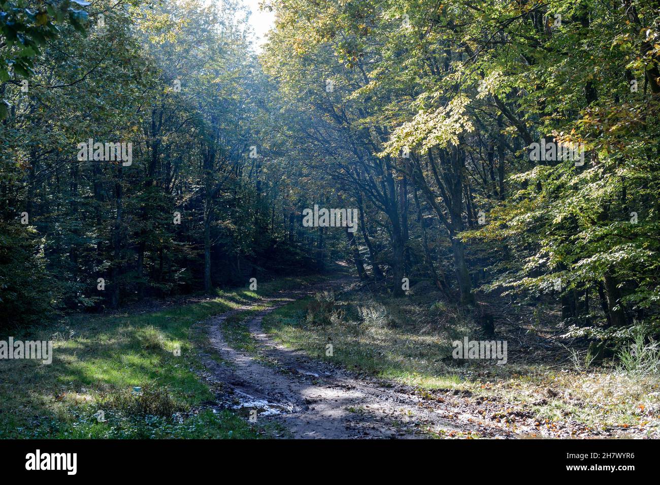 Ray of light through the mist. Alsace France. Small path in the Vosges forest. The light crossing the mist creates a blue reflection on the ground. Stock Photo