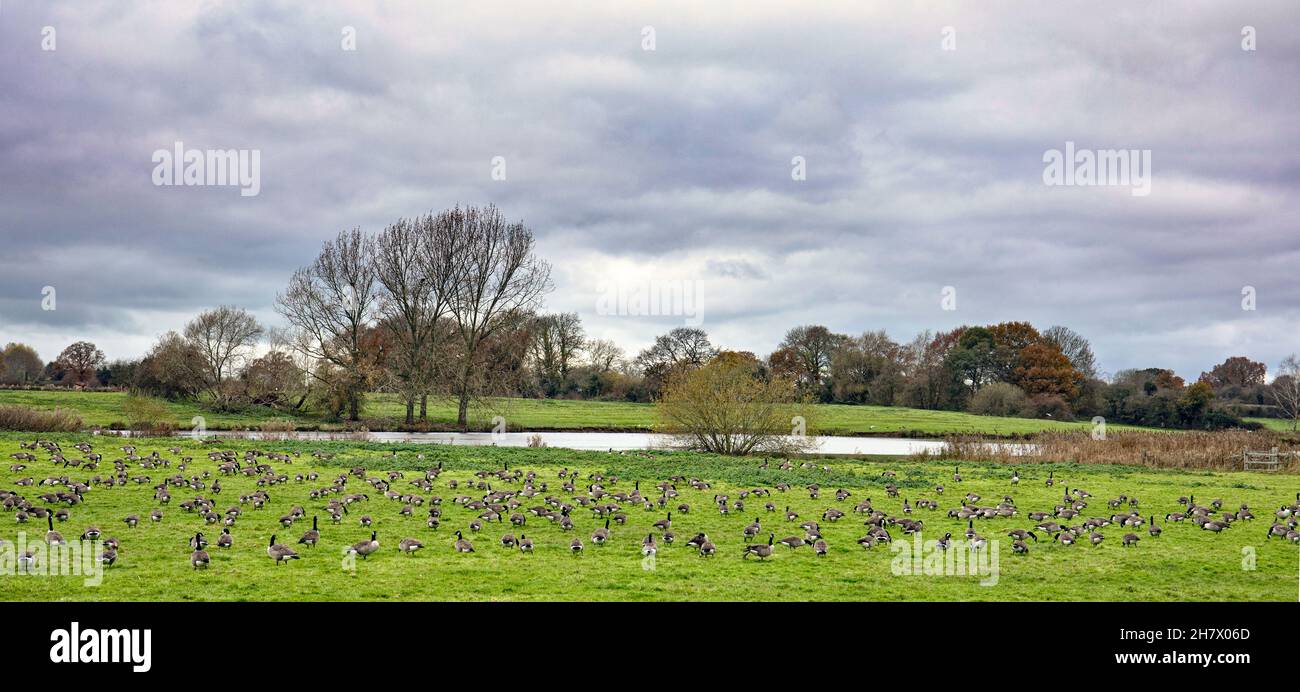 Lots of goose grazing in a farm field with lake in Cheshire UK Stock Photo