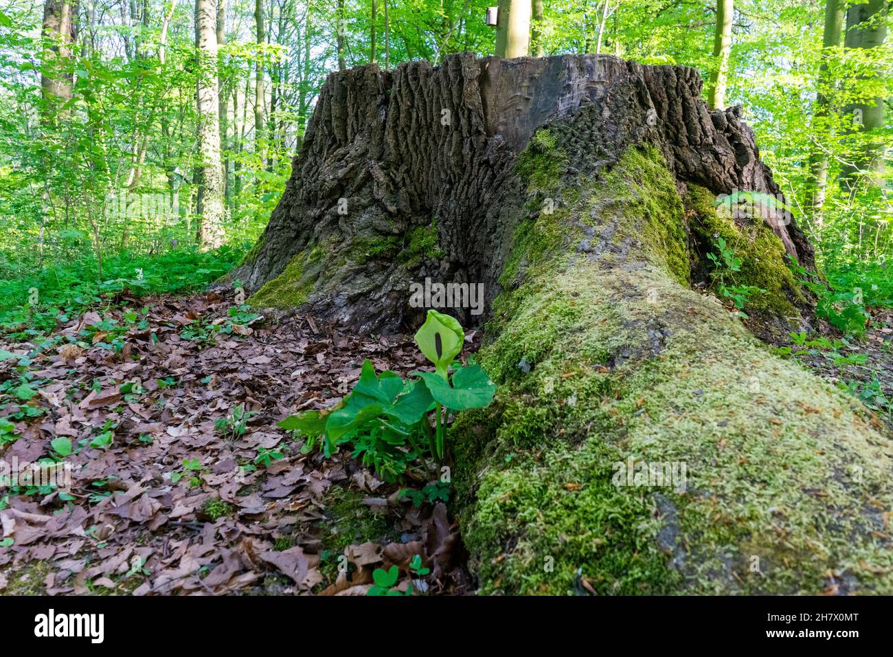 Ein mit Moos bedeckter Baumstamm im Park. Stock Photo