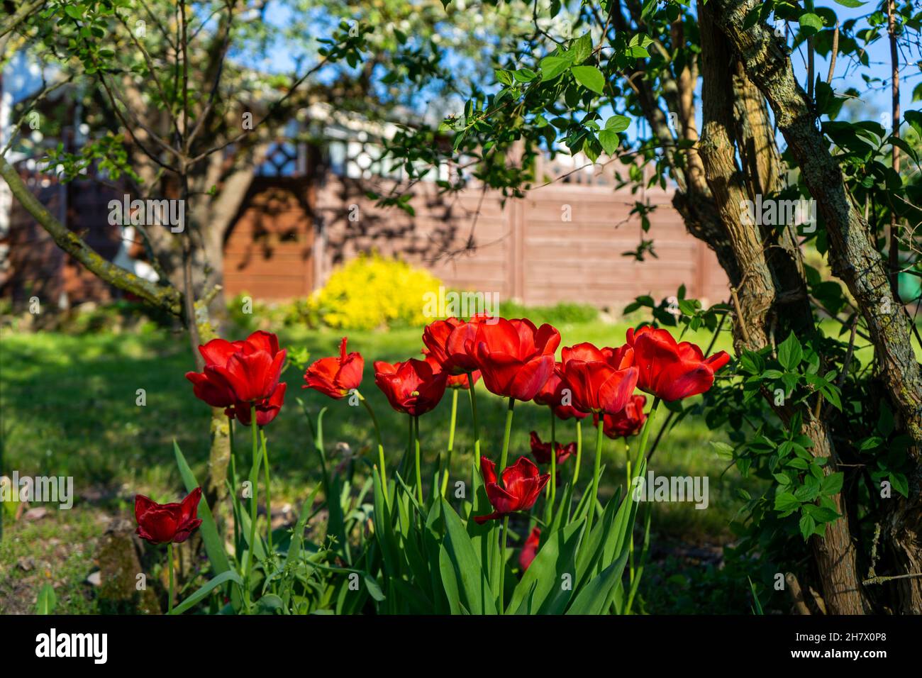 Mohnblumen im Garten. Stock Photo