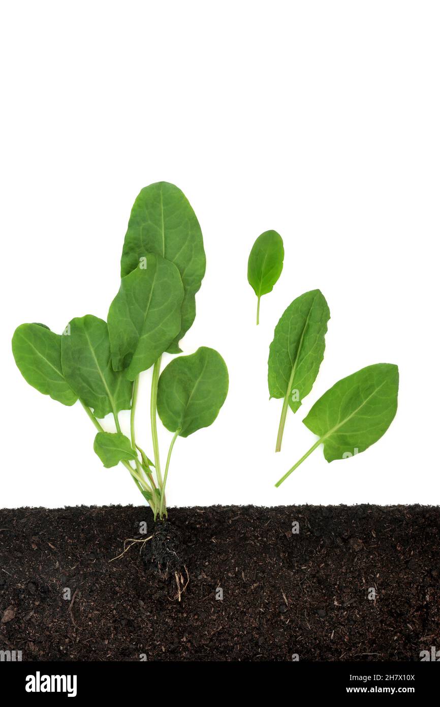 Spinach Plant Stages