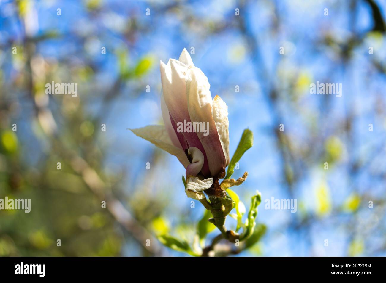 blühende Blume Stock Photo