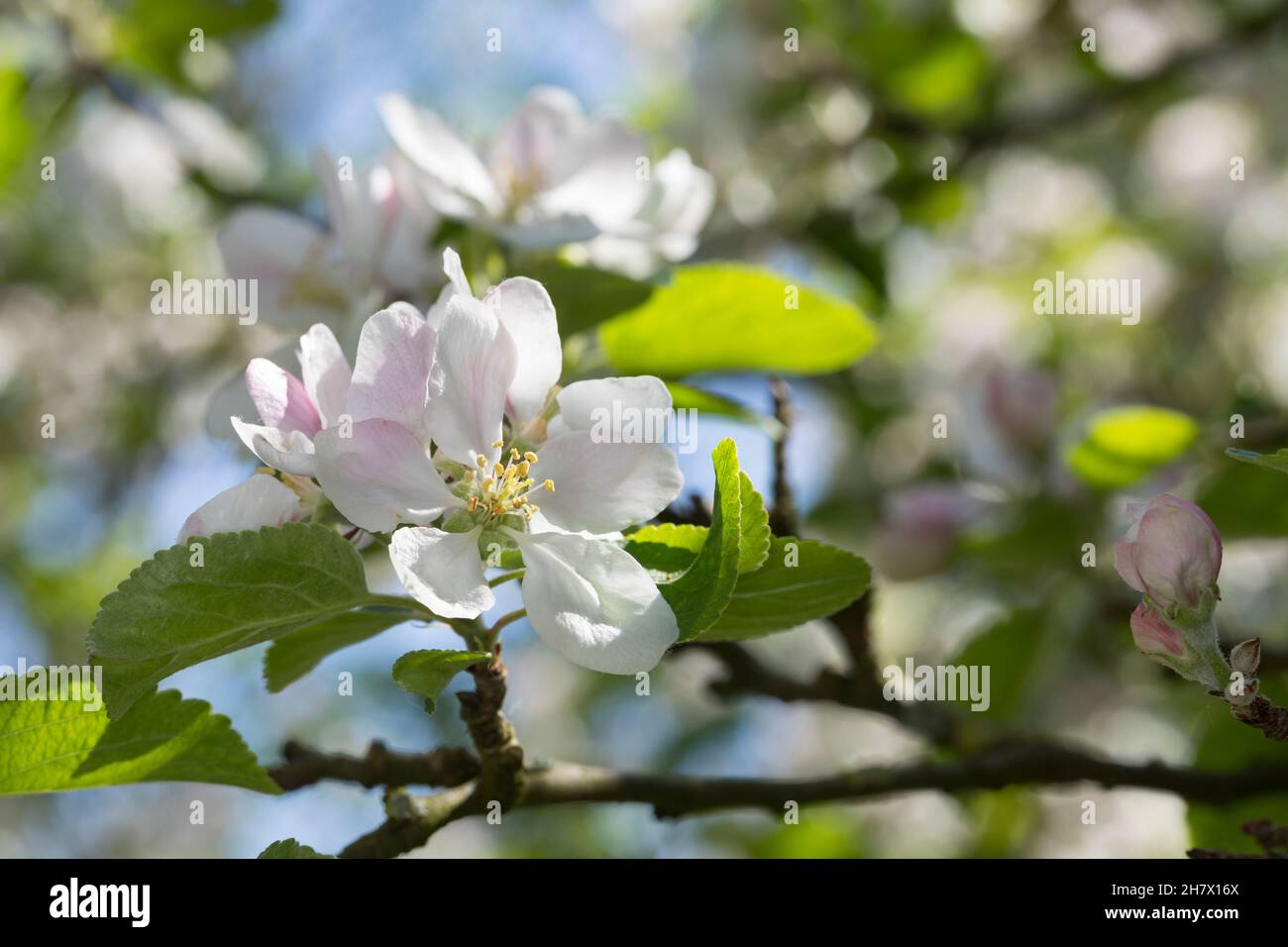 Apfel, Apfelbaum, Apfel-Baum, Apfelblüte, Kultur-Apfel, Malus domestica, Apple, Le pommier domestique, pommier commun, Obstbaum Stock Photo