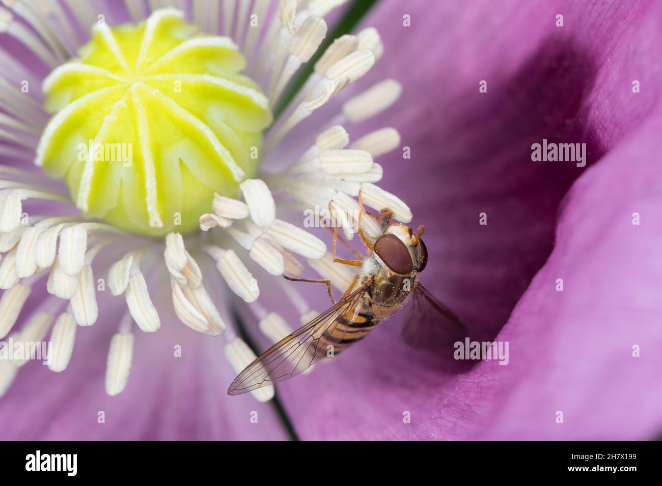 Hain-Schwebfliege, Weibchen, tupft Pollen mit Saugrüssel von Staubblatt, Blütenbesuch an Mohn, Schlafmohn, Papaver somniferum, Gemeine Winterschwebfli Stock Photo