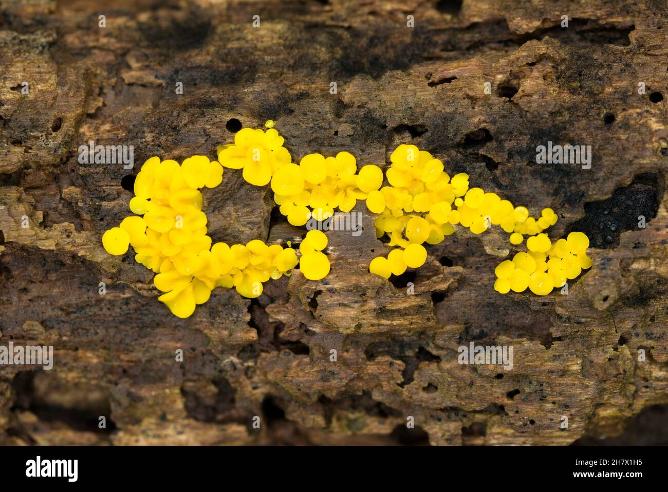 Bisporella citrina fungus, commonly known as yellow fairy cups or lemon discos, growing on rotting wood in a woodland in the Mendip Hills, Somerset, England. Stock Photo