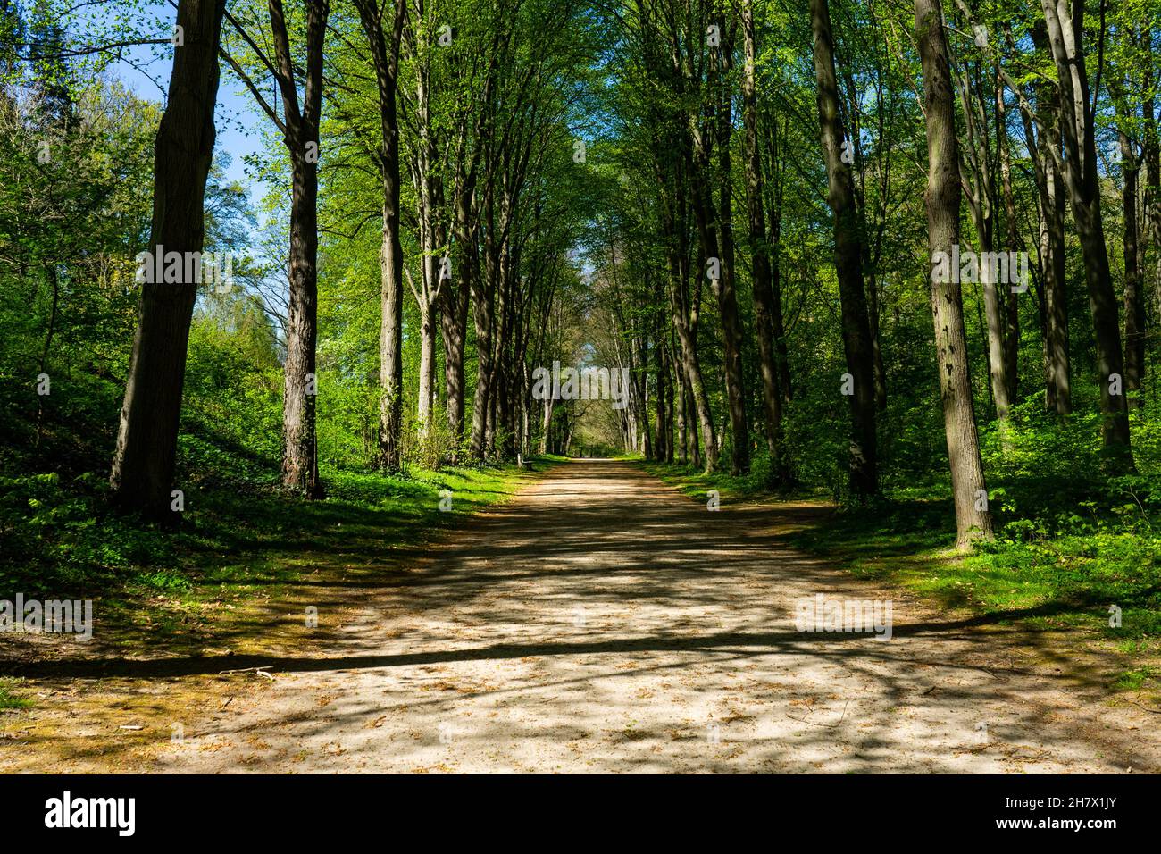 Ein Gehweg im Naturpark, umgeben von Bäumen. Stock Photo