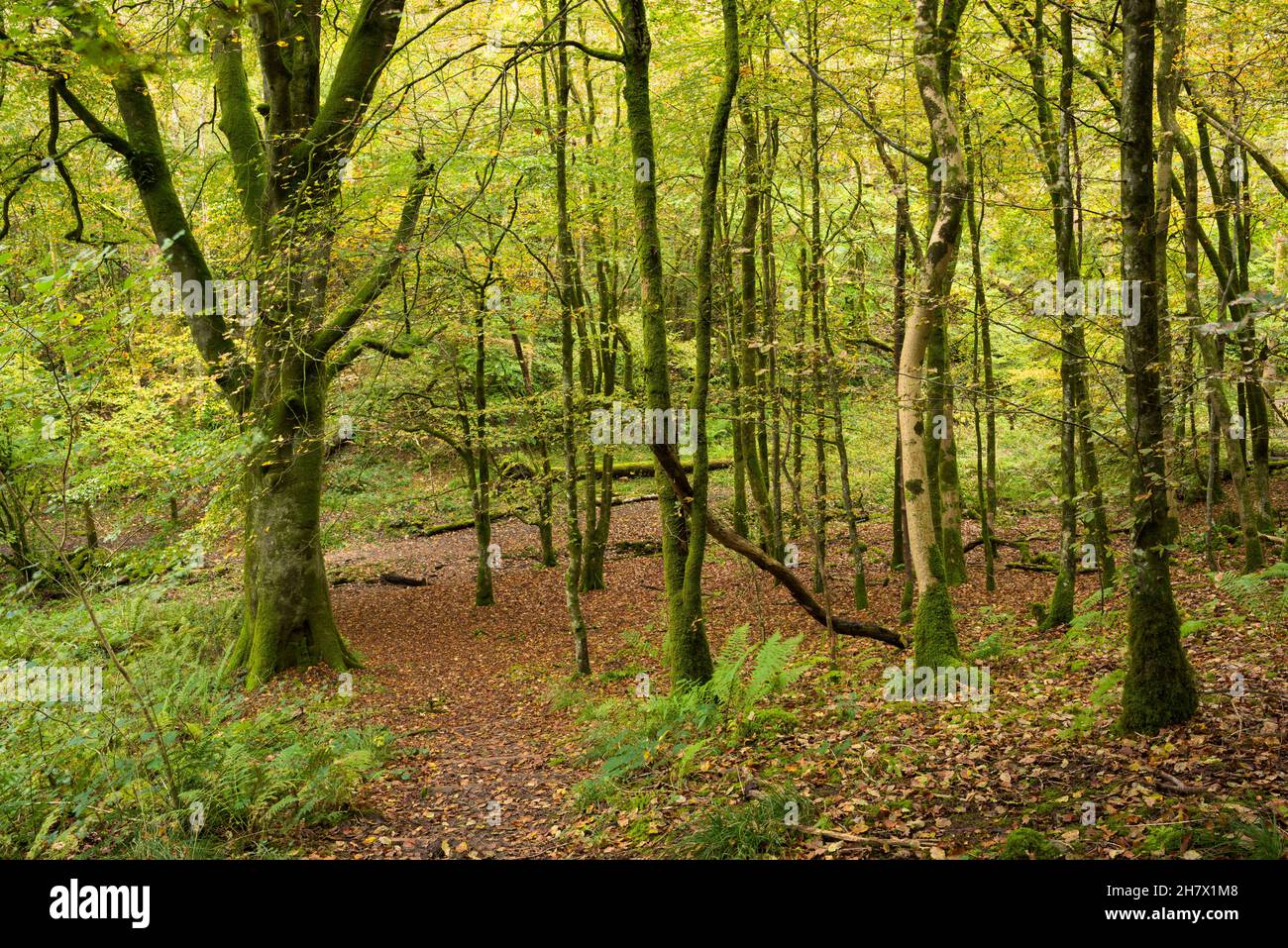 Long Wood in autumn in the Mendip Hills Area of Outstanding Natural Beauty near Cheddar, Somerset, England. Stock Photo