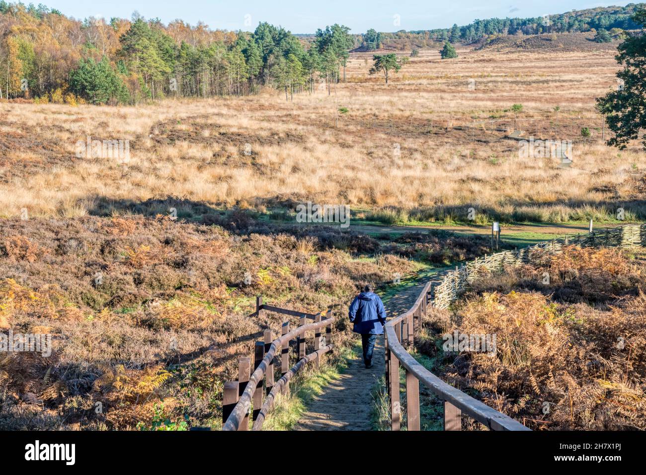 Woman walking down steps with handrails on path to Dersingham Bog National Nature Reserve on a bright autumn day. Stock Photo