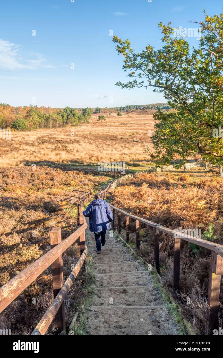 Woman walking down steps with handrails on path to Dersingham Bog National Nature Reserve on a bright autumn day with blue skies. Stock Photo